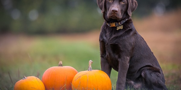 Pienso para perros Ownat Grain Free una gran alternativa nutricional -  Nunpet